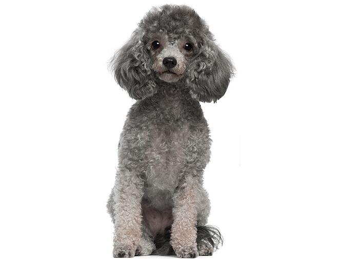 poodle