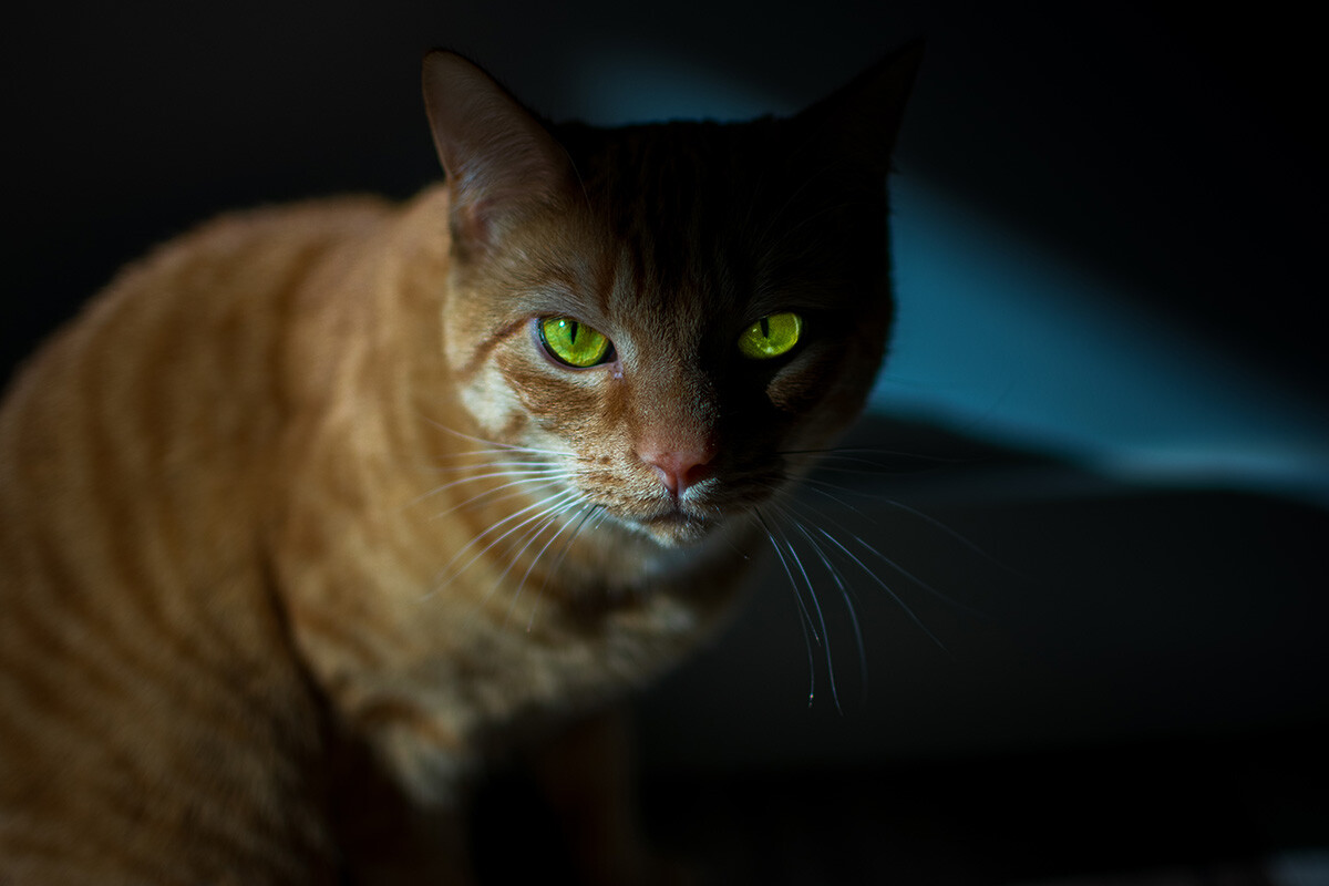 MeowLeaksImage